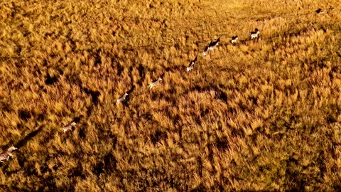 Plains zebra herd run in single file with long shadows at sunset 스톡 동영상 310315055