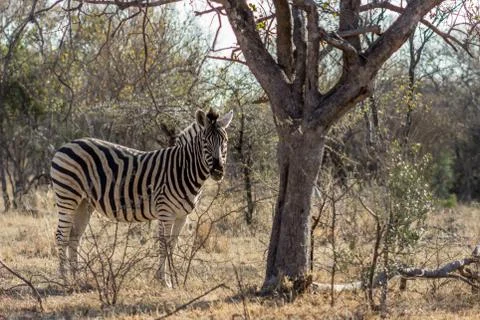Plains Zebra looking at the camera Stock Photos
