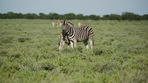 Plains zebra mare affectionately grooming young foal while standing in lush gree Stock Footage 331940783
