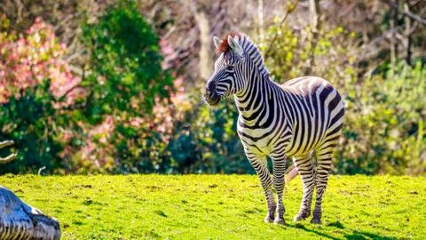 Plains Zebra on Meadow Stock Photos