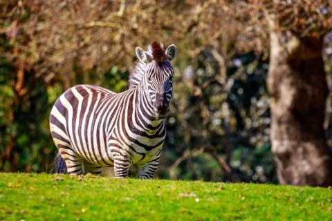 Plains Zebra on Meadow Stock Photos