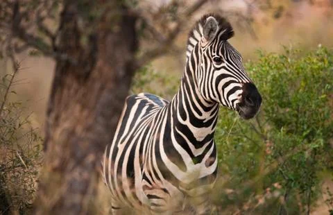 Plains zebra Stock Photos