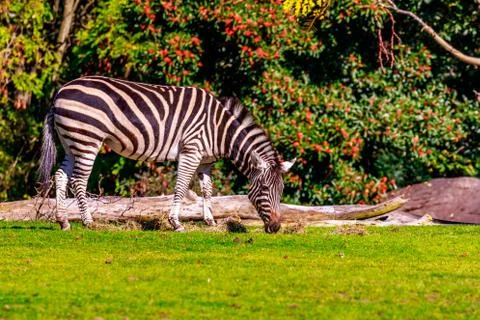 Plains Zebra Stock Photos