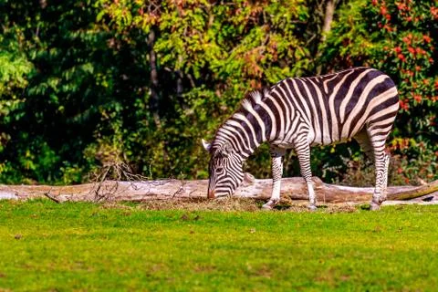 Plains Zebra Stock Photos