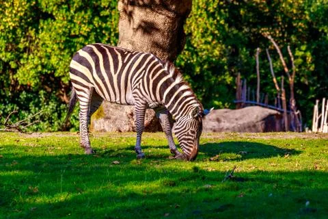 Plains Zebra Foto stock