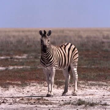 Plains zebra Stock Photos