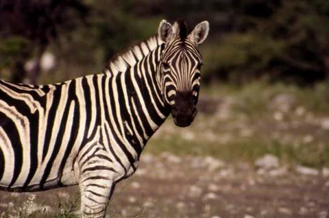 Plains zebra Stock Photos