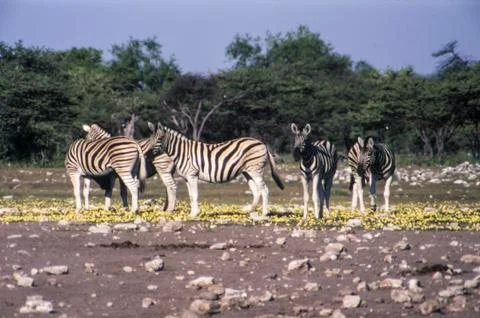 Plains zebra Stock Photos