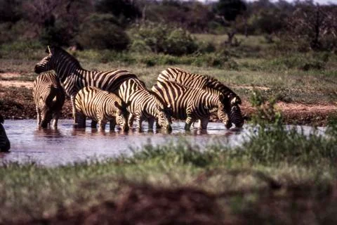 Plains Zebra Stock Photos