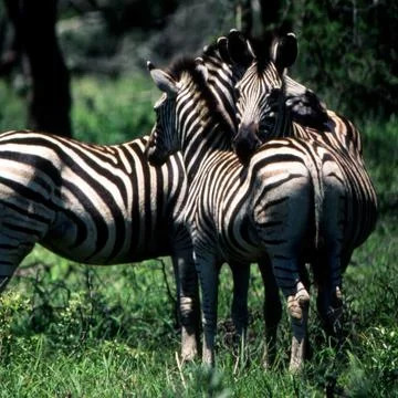 Plains Zebra Stock Photos