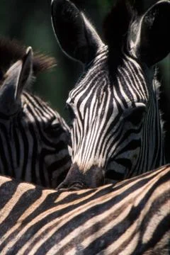 Plains Zebra Stock Photos