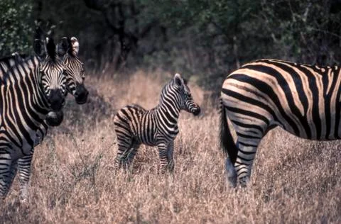 Plains Zebra Stock Photos