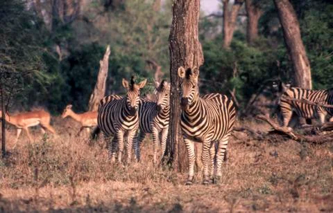 Plains Zebra Stock Photos