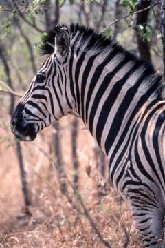 Plains Zebra Stock Photos