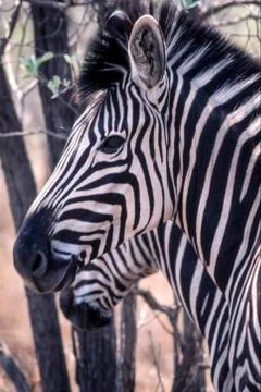 Plains Zebra Stock Photos