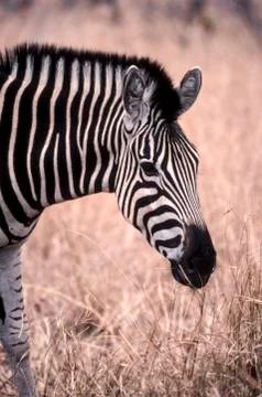 Plains Zebra Stock Photos