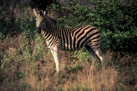 Plains Zebra Stock Photos