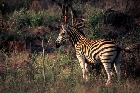 Plains Zebra Stock Photos