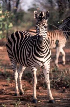 Plains Zebra Stock Photos