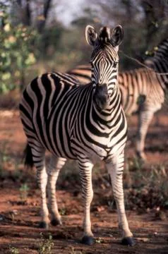 Plains Zebra Stock Photos