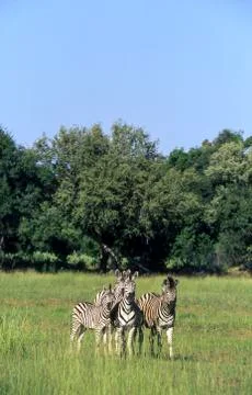 Plains Zebra Stock Photos