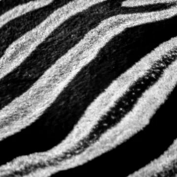 Plains Zebra Stock Photos