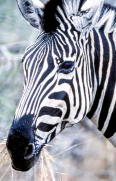Plains Zebra Stock Photos