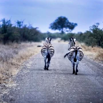 Plains Zebra Stock Photos