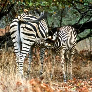 Plains Zebra Stock Photos