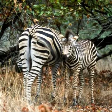 Plains Zebra Stock Photos