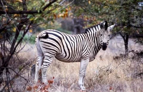 Plains Zebra Stock Photos