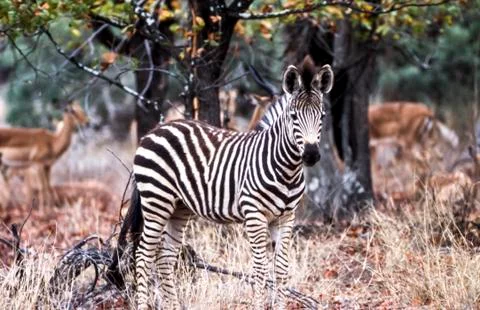 Plains Zebra Stock Photos