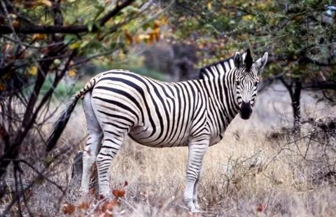 Plains Zebra Stock Photos