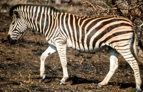 Plains Zebra Stock Photos