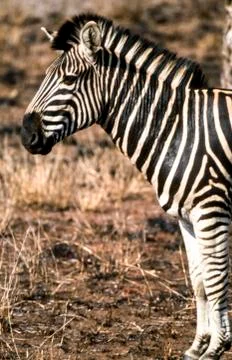 Plains Zebra Stock Photos