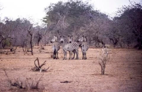 Plains Zebra Stock Photos