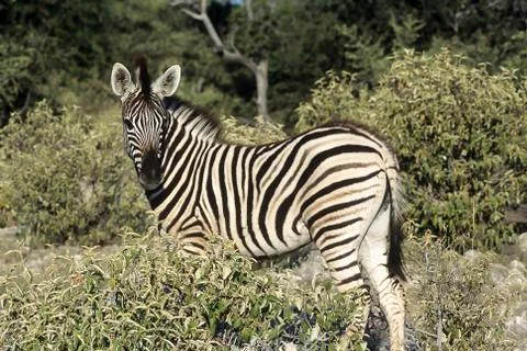 Plains Zebra Stock Photos