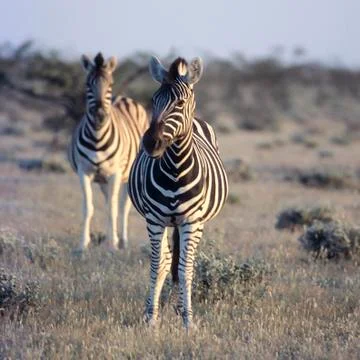 Plains Zebra 스톡 사진