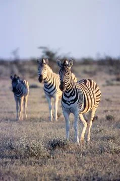Plains Zebra Stock Photos