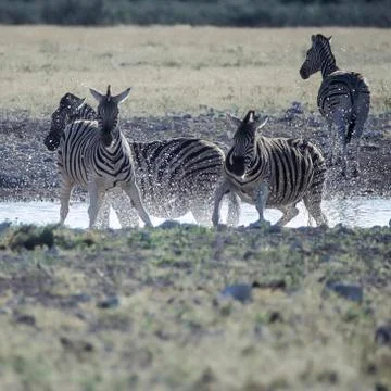 Plains Zebra Stock Photos