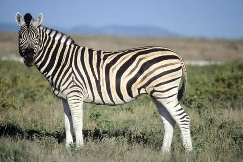 Plains Zebra Stock Photos