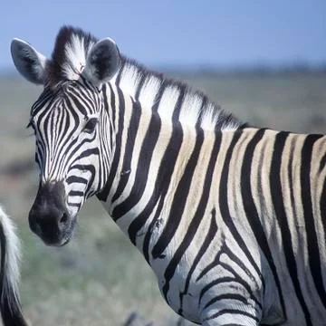 Plains Zebra Stock Photos