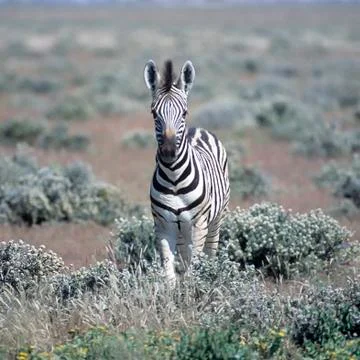 Plains Zebra Stock Photos