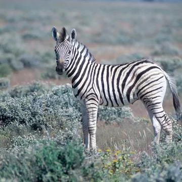 Plains Zebra Stock Photos