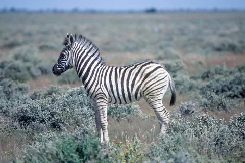 Plains Zebra Stock Photos
