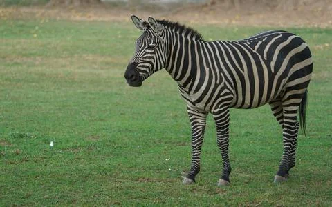 Plains zebra Stock Photos