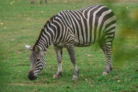 Plains zebra Stock Photos