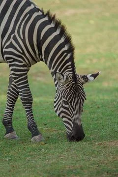 Plains zebra Stock Photos