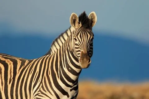Plains Zebra portrait Portrait of a Plains (Burchells) Zebra (Equus quagga... Stock Photos