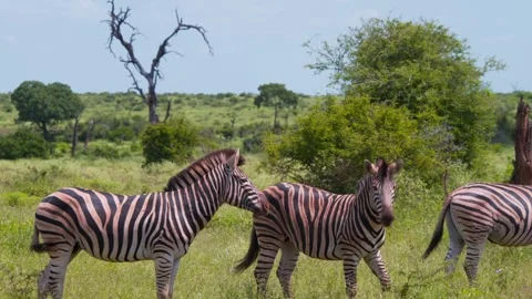 Plains zebra prancing in green grassy savannah next to other zebras. Stock Footage 243281669